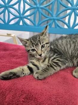 Waffle -  Domestic Short Hair Cat for Adoption in Savannah, Georgia - Waffle | PetCurious