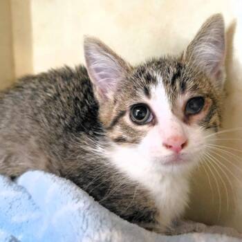 Dot -  Domestic Short Hair Cat for Adoption in Michigan City, Indiana - Dot | PetCurious