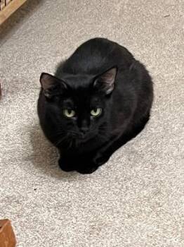 Mama Betty -  Domestic Short Hair Cat for Adoption in Mokena, Illinois - Mama Betty | PetCurious