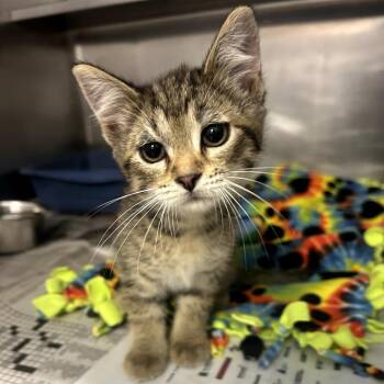 Potato Ole C11192 -  Domestic Short Hair Cat for Adoption - Potato Ole C11192 | PetCurious