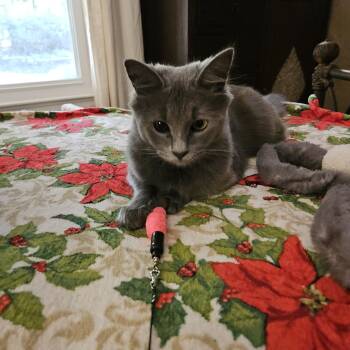 Rescue Domestic Medium Hair Cats for Adoption in Sandy Springs, Georgia - Maggie | PetCurious