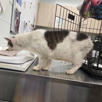 RedBull -  Domestic Short Hair Cat for Adoption in Chattanooga, Tennessee - RedBull | PetCurious
