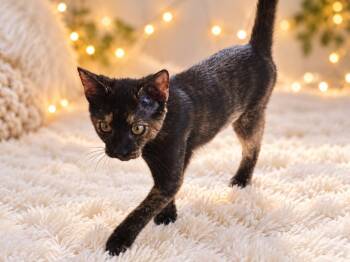Panterita -  Domestic Short Hair Cat for Adoption in Sebastian, Florida - Panterita | PetCurious