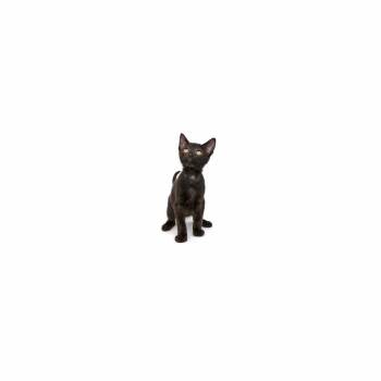 Thunder -  Domestic Short Hair Cat for Adoption in Los Angeles, California - Thunder | PetCurious