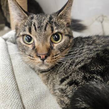 Truffles -  Domestic Short Hair Cat for Adoption in Grantsville, Utah - Truffles | PetCurious
