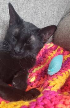 Rescue Domestic Short Hair Cats for Adoption in Ballwin, Missouri - Willow | PetCurious