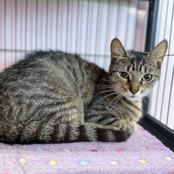 Rescue Domestic Short Hair Cats for Adoption in Port Richey, Florida - Motherboard | PetCurious