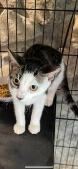 Rescue Domestic Short Hair Cats for Adoption in Waveland, Indiana - Stan | PetCurious