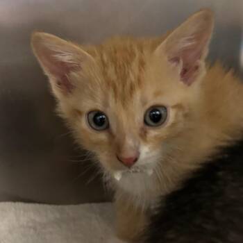 Cheeto -  Domestic Short Hair Cat for Adoption in Council Bluffs, Iowa - Cheeto | PetCurious