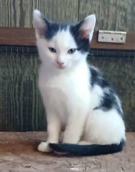 Rescue Domestic Short Hair Cats for Adoption in Dalton, Georgia - Sirius | PetCurious