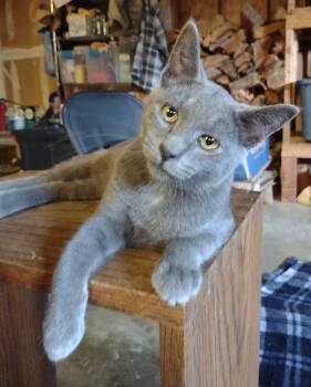 Leroy -  Russian Blue and Domestic Short Hair Cat for Adoption in Gladstone, Oregon - Leroy | PetCurious