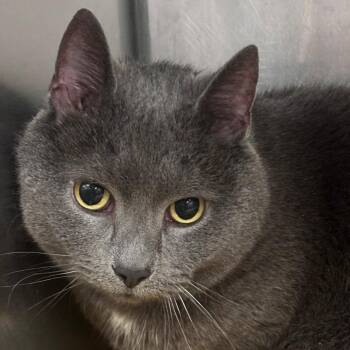 Domestic Short Hair Cats Available for Adoption in Napoleon, Ohio - Maru 24C26 | PetCurious