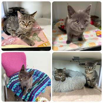 Rescue Domestic Short Hair Cats for Adoption in Sault Ste. Marie, Michigan - Kittens For Adoption | PetCurious
