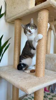 Domestic Short Hair Cats Available for Adoption - Aurora | PetCurious