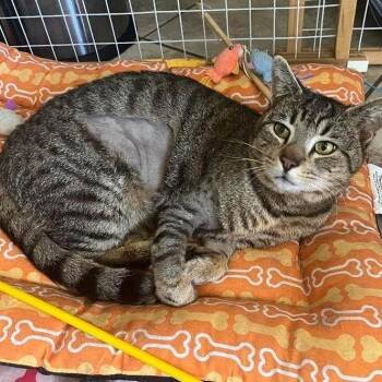 Domestic Short Hair Cats Available for Adoption in Yucca Valley, California - Saber | PetCurious