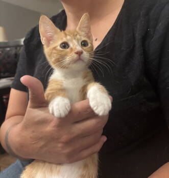 Rescue Domestic Short Hair Cats for Adoption in Camden, South Carolina - Squeaky Wheel (Available For Pre-adoption) | PetCurious