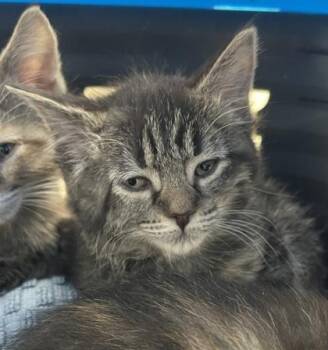 Domestic Short Hair Cats Available for Adoption in Westland, Michigan - Tater Tot | PetCurious