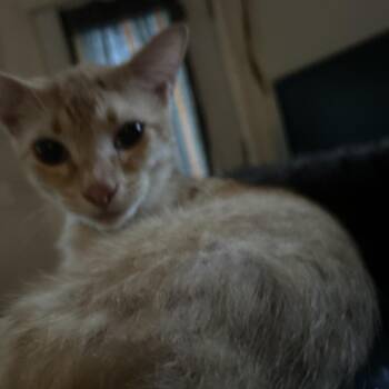 Goldy -  Domestic Short Hair Cat for Adoption in Philadelphia, Pennsylvania - Goldy | PetCurious
