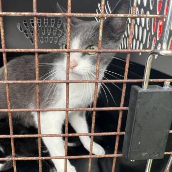 Domestic Short Hair Cats Available for Adoption in Lake Jackson, Texas - Cuddles | PetCurious