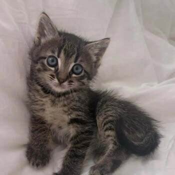 Domestic Short Hair Cats Available for Adoption in Mount Pleasant, South Carolina - Lemon | PetCurious