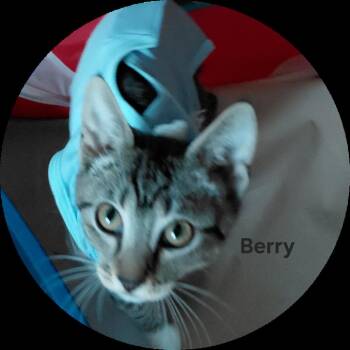 Berry -  Domestic Short Hair Cat for Adoption in Morgan Hill, California - Berry | PetCurious