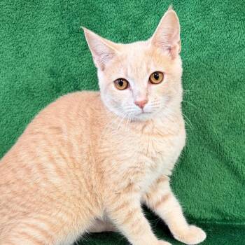Divina -  Domestic Short Hair Cat for Adoption in Mt. Juliet, Tennessee - Divina | PetCurious