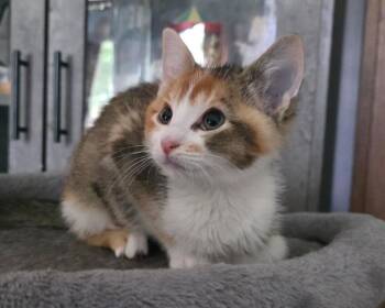 Calico Cats Available for Adoption in Chicago Ridge, Illinois - MIRA | PetCurious