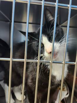 Rescue Domestic Medium Hair Cats for Adoption in Ellijay, Georgia - Paul | PetCurious