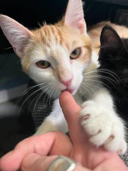 Domestic Short Hair Cats Available for Adoption in Los Angeles, California - Bolton | PetCurious