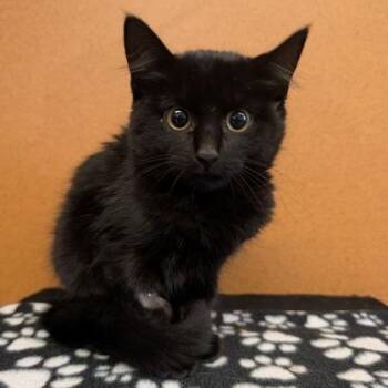 Bertha -  Domestic Short Hair Cat for Adoption in Rochester, Minnesota - Bertha | PetCurious