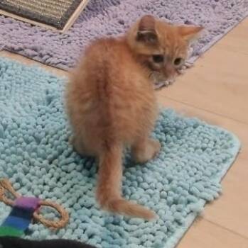 Cecil -  Domestic Short Hair Cat for Adoption in Woodbury, New Jersey - Cecil | PetCurious