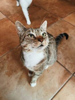 Rescue Domestic Short Hair Cats for Adoption in Olmos Park, Texas - NUTMEG | PetCurious