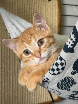 Lightning -  Domestic Short Hair Cat for Adoption - Lightning | PetCurious