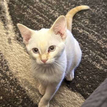 Rescue Domestic Short Hair Cats for Adoption in Bismarck, North Dakota - Ember | PetCurious