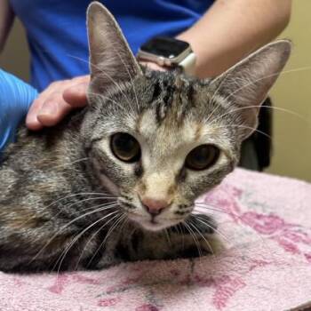 Nova -  Domestic Short Hair Cat for Adoption in Merriam, Kansas - Nova | PetCurious