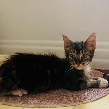 Rescue Domestic Medium Hair Cats for Adoption in Los Angeles, California - Ozzy | PetCurious