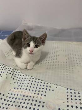 Rescue American Shorthair Cats for Adoption - Tom And Jerry | PetCurious