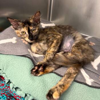 Tyny Tina -  Domestic Short Hair Cat for Adoption in West Palm Beach, Florida - Tyny Tina | PetCurious