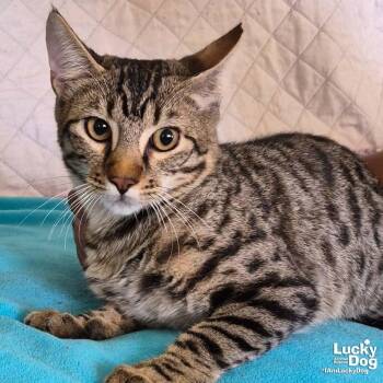 Domestic Medium Hair and Tabby Cats Available for Adoption - Dylan | PetCurious
