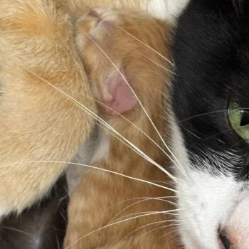 Graham -  Domestic Short Hair Cat for Adoption in Winston-salem, North Carolina - Graham | PetCurious