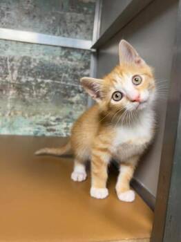 Tubs -  Domestic Short Hair Cat for Adoption in Paducah, Kentucky - Tubs | PetCurious