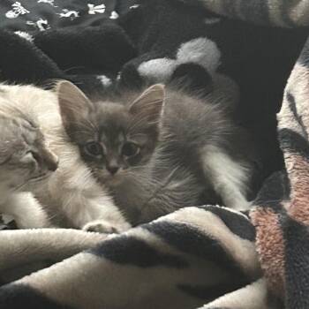Misty -  Domestic Medium Hair Cat for Adoption in San Antonio, Texas - Misty | PetCurious