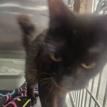 Yoson -  Domestic Short Hair Cat for Adoption in Grantsville, Utah - Yoson | PetCurious