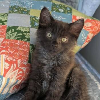 Matrix -  Domestic Long Hair Cat for Adoption in Greenfield, California - Matrix | PetCurious