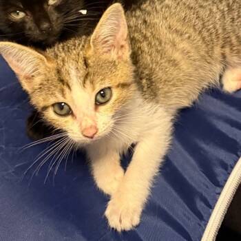 Rescue Domestic Short Hair Cats for Adoption in Jupiter, Florida - Rowan | PetCurious