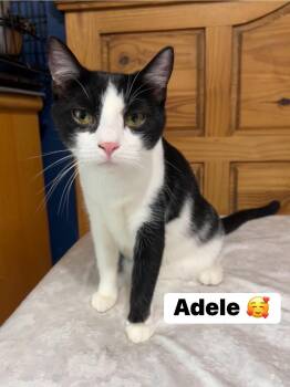 Domestic Short Hair Cats Available for Adoption - Archie And Adele | PetCurious