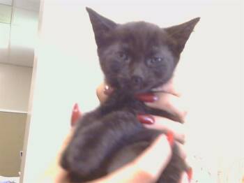 A925021 -  Domestic Short Hair Cat for Adoption in Sacramento, California - A925021 | PetCurious