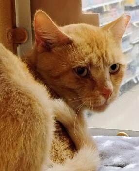 Oswald -  Domestic Short Hair Cat for Adoption in Williamsburg, Virginia - Oswald | PetCurious