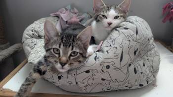 Miney -  Domestic Short Hair Cat for Adoption in Wheaton, Illinois - Miney | PetCurious