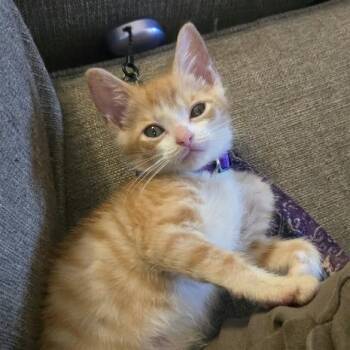 Lilac -  Domestic Short Hair Cat for Adoption in West Olive, Michigan - Lilac | PetCurious